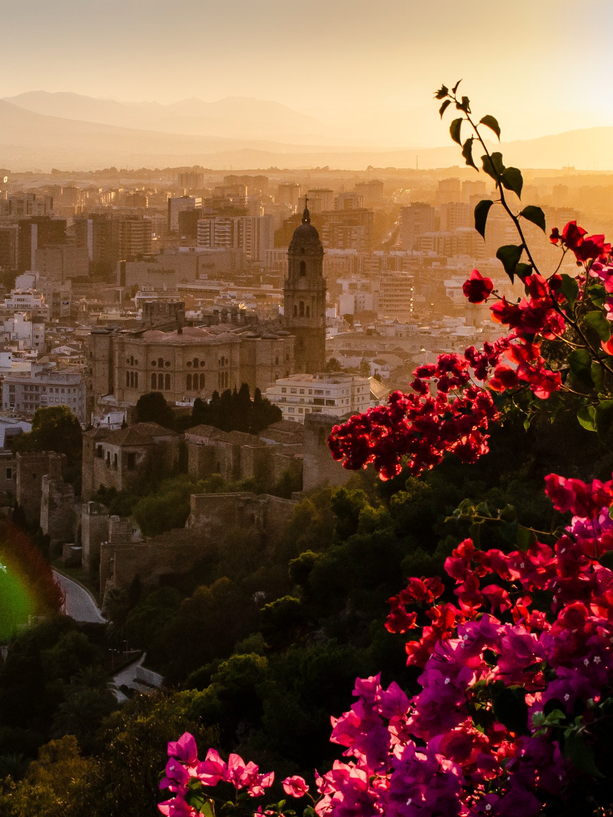 malaga(15)