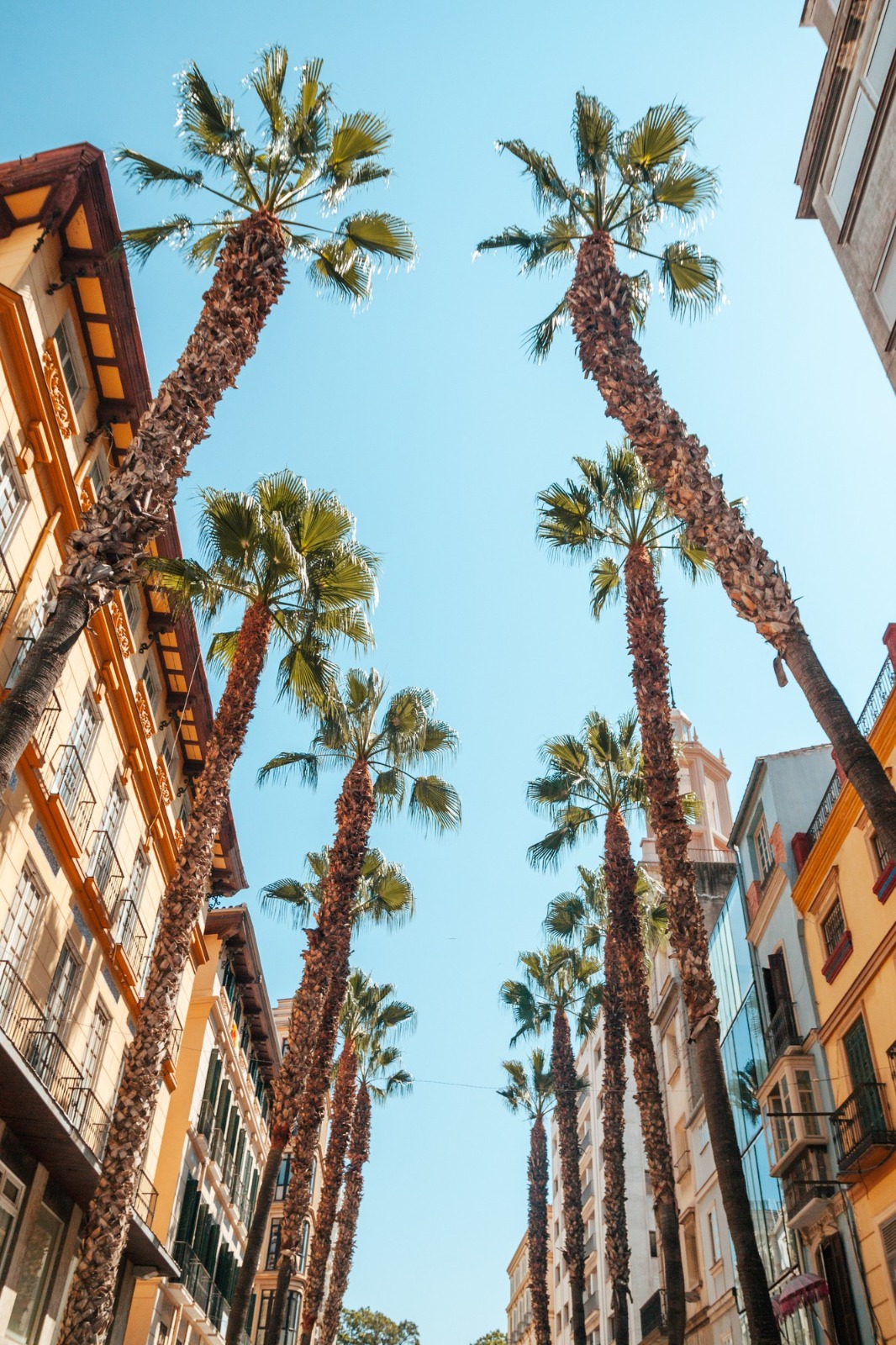 malaga(5)